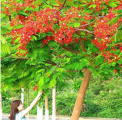 Le flamboyant, messager de l été